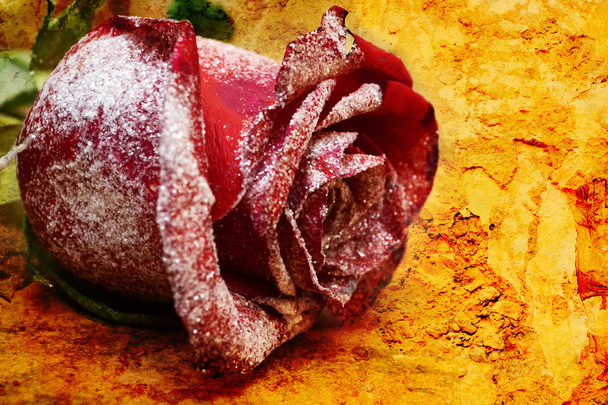 Красная роза - Фото, изображение
