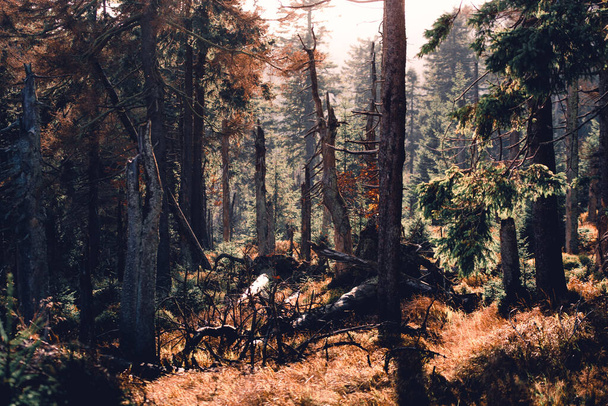 gyönyörű őszi erdő színes levelekkel - Fotó, kép