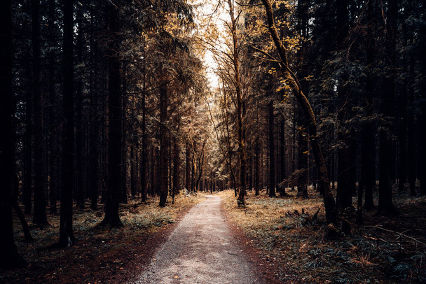 forest road in the fall. Nature background - Photo, Image