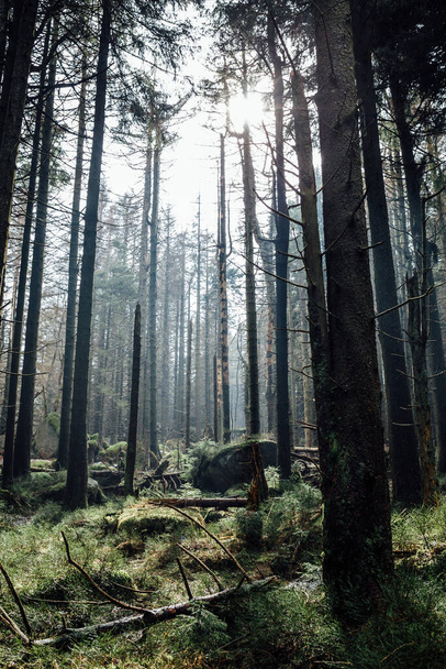 темний ліс у горах. фон природи - Фото, зображення