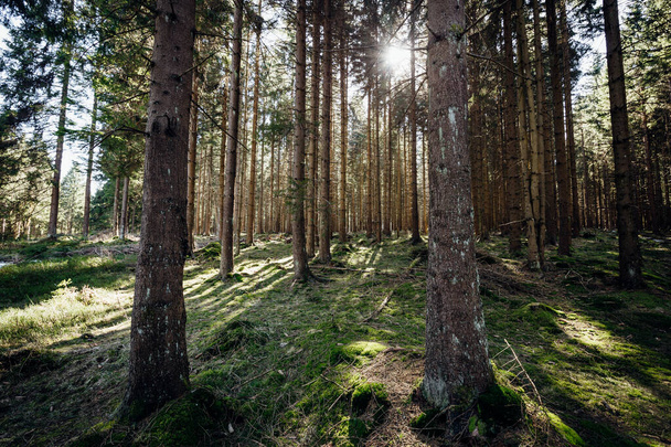 красивий знімок лісу в оточенні дерев  - Фото, зображення