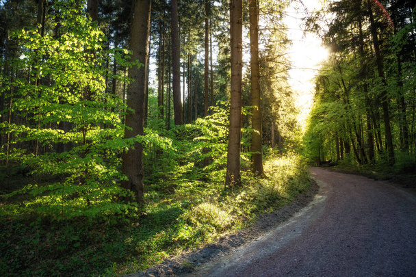 beautiful forest road in the rays of the sun - Photo, Image