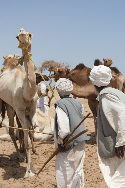 beduínské obchodníci na velbloudí trh - Fotografie, Obrázek