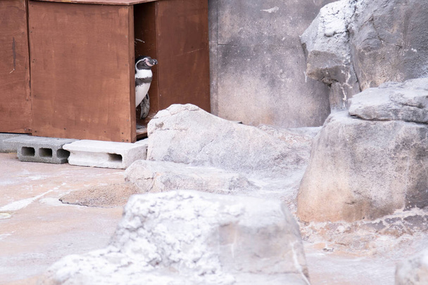 Penguins peeking out of the hut - 写真・画像