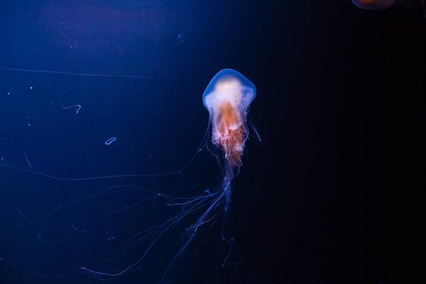 medusas de ortiga con fondo azul. - Foto, imagen