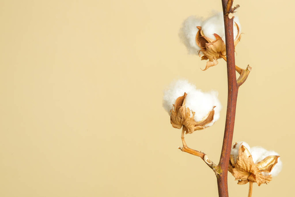  Λεπτή λευκή βαμβακερή άνθη υποκατάστημα. - Φωτογραφία, εικόνα