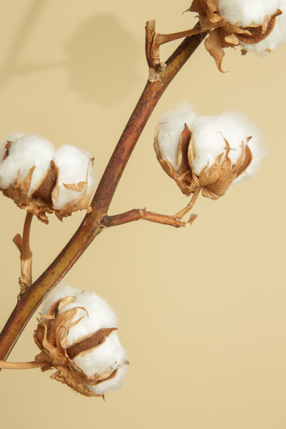  Ніжна гілка білих бавовняних квітів
. - Фото, зображення