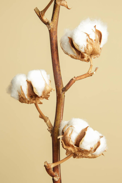  Delicato ramo di fiori di cotone bianco
. - Foto, immagini