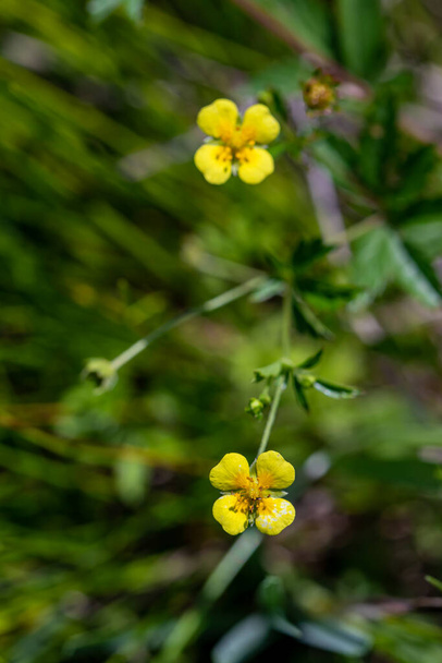 Potentilla erecta Blume wächst auf der Wiese, Makro - Foto, Bild