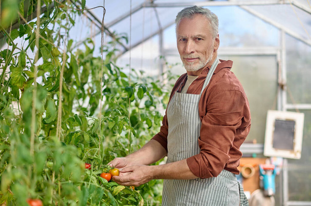 A bearded man in the greenhouse with tomatoes in hands - 写真・画像