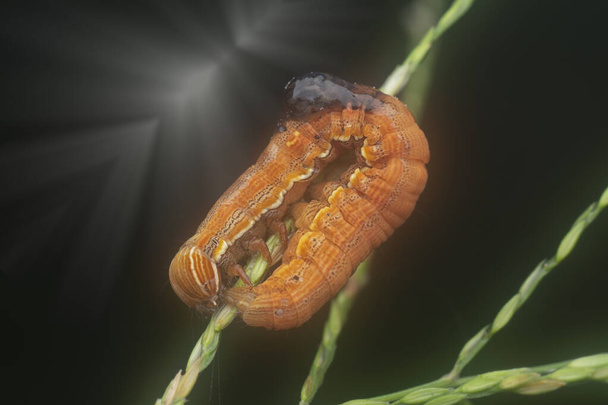 orange-colored semilooper thysanoplusia orichalcea noctuidae caterpillar  - Fotoğraf, Görsel