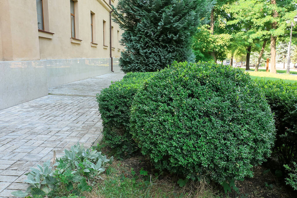 Green bushes in beautiful park - Foto, Bild