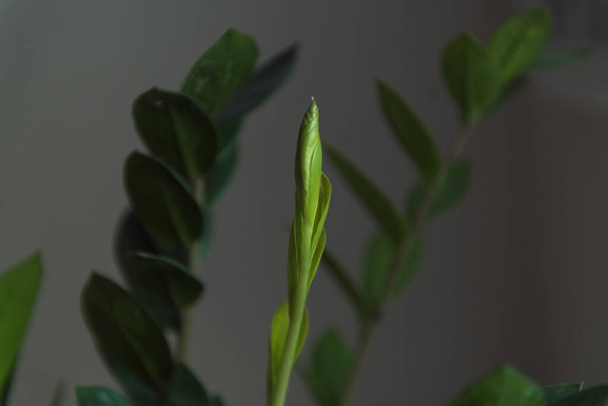 Close up plant leaves zamioculcas - Zdjęcie, obraz