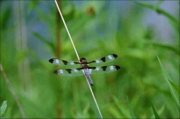 Libélula azul acesa em uma haste de grama
 - Foto, Imagem