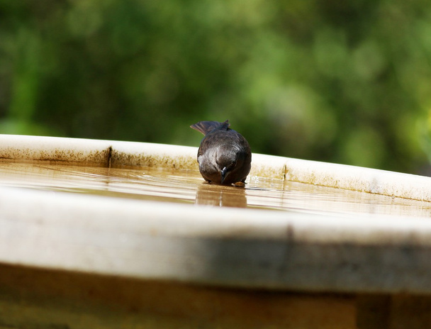 vogel nemen van een bad - Foto, afbeelding