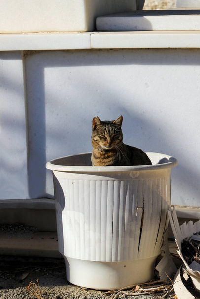 Curious tabby cat in white cemetery. Animal portrait, wild animal, stray, free. - Photo, Image