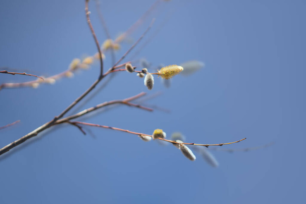 Ramas de sauce de primavera sobre un fondo de cielo azul. Hermosa escena de floración brotes esponjosos - Foto, imagen