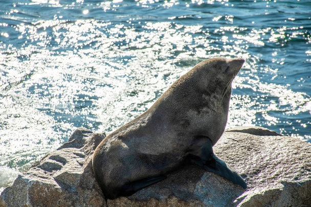 Brown fur seal also known as Australian fur seal resting on the rock near the ocean. Narooma, NSW, Australia - Valokuva, kuva
