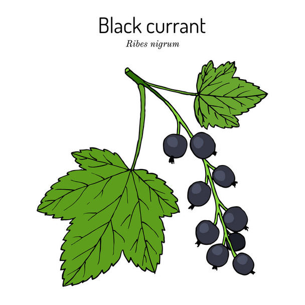 Blackcurrant Ribes nigrum . Hand drawn botanical vector illustration - Vector, Image
