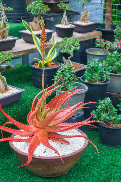 Focus at Red aloe vera (Aloe dorotheae) is blooming with many green houseplant on shelf display in outdoor plant market - Fotó, kép