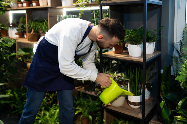 an experienced gardener florist takes care of potted plants in the garden center - 写真・画像