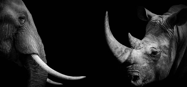 Afrikaanse neushoorn olifant, Rhinoceros wild dier geïsoleerd zwart wit, Baner Panorama - Foto, afbeelding