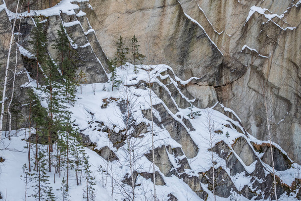 Pines and birces on snow-covered rock in winter. Stone rock texture - 写真・画像