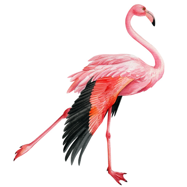 Pink flamingo on an isolated white background, watercolor illustration - Fotó, kép