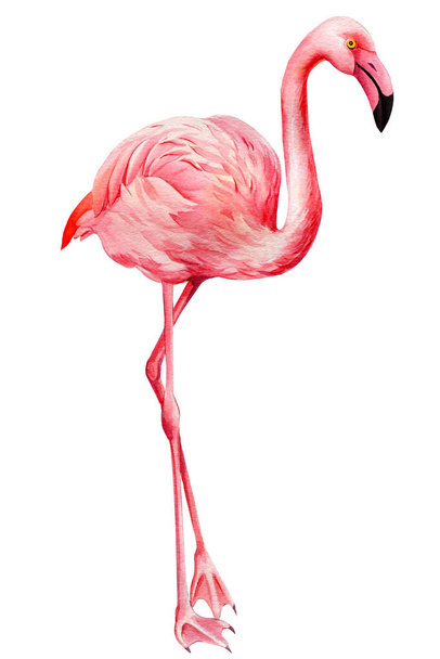 Flamenco rosa sobre fondo blanco aislado, ilustración en acuarela. Pájaro exótico - Foto, Imagen