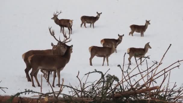 Deer family in the snow in winter - Video, Çekim