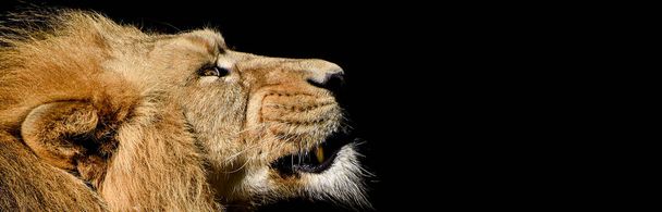 leão macho africano Baner, Panorama animais selvagens isolados  - Foto, Imagem