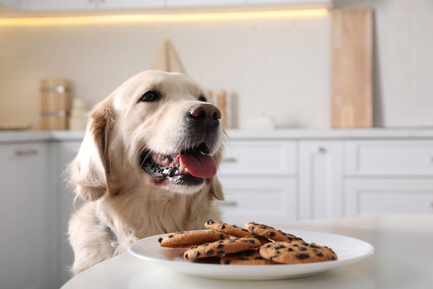 Cute funny dog near table with plate of cookies in kitchen - Zdjęcie, obraz