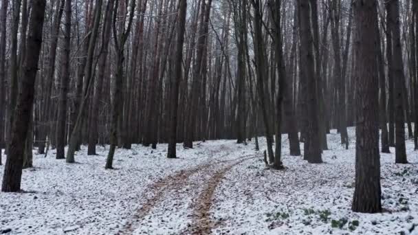 Перший сніг падає в лісі. На гілках пухнастий сніг. красивий зимовий пейзаж
. - Кадри, відео