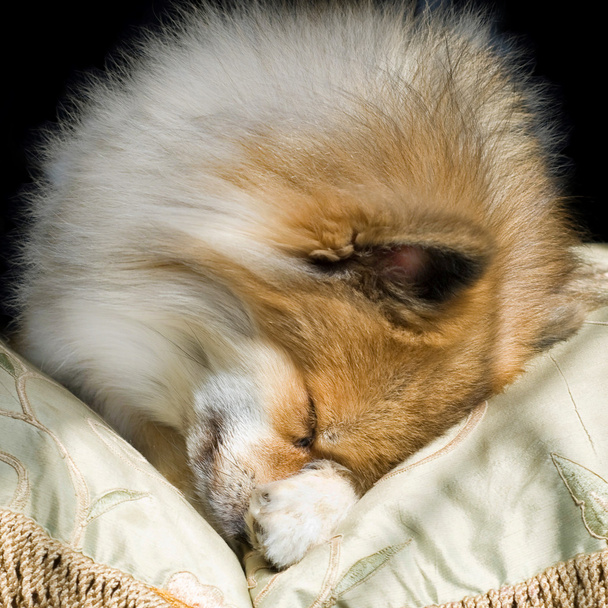schattige puppy opgerold in slaap - Foto, afbeelding
