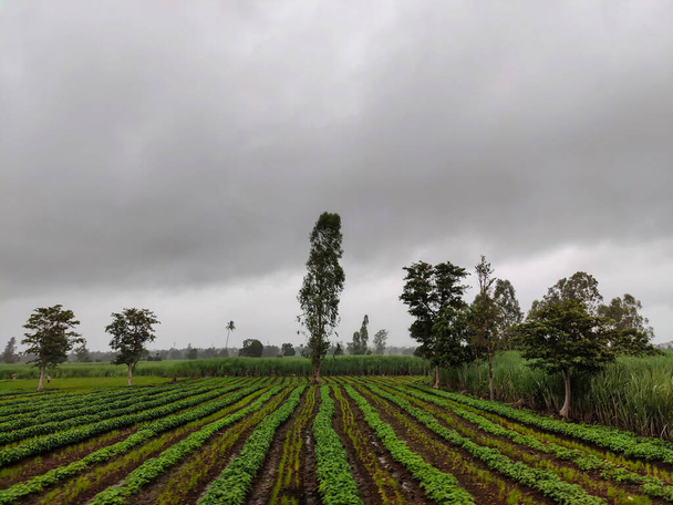 Stock photo of beautiful cultivated agricultural filed surrounded by green trees, dark clouds on background. Picture captured at Kolhapur, Maharashtra, India. Indian rural landscape. - Fotó, kép