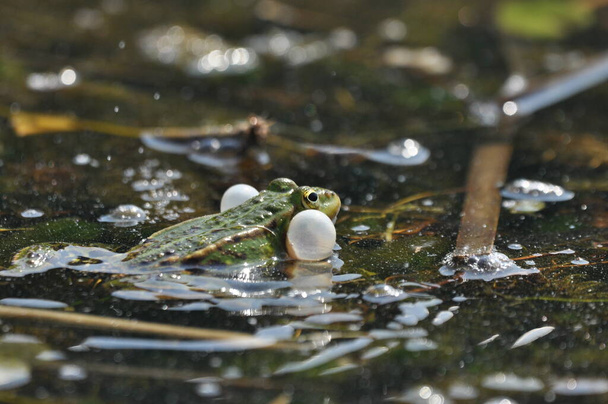 Green frog mating in the wetlands. Spring and reproduction of amphibians. - Photo, Image