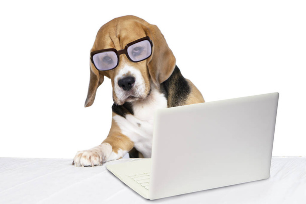 funny dog with glasses looking laptop on white background  - Zdjęcie, obraz
