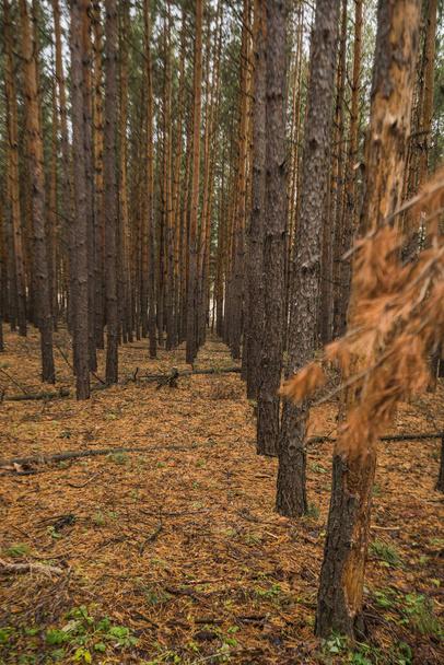 a tree trunk in an autumn pine forest - Foto, imagen