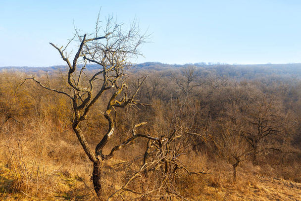 Bahar zamanı Woodland. Orman çıplak ağaçlar manzarası  - Fotoğraf, Görsel