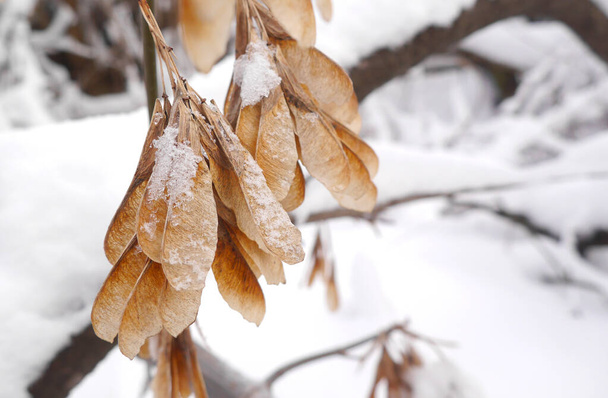 Macro photo the leaves of the tree in the form of the petals in winter frost - Photo, Image