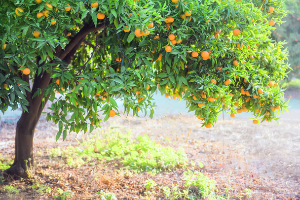 Mandarin orange tree with fruits in citrus orchard during harvest time - Photo, Image