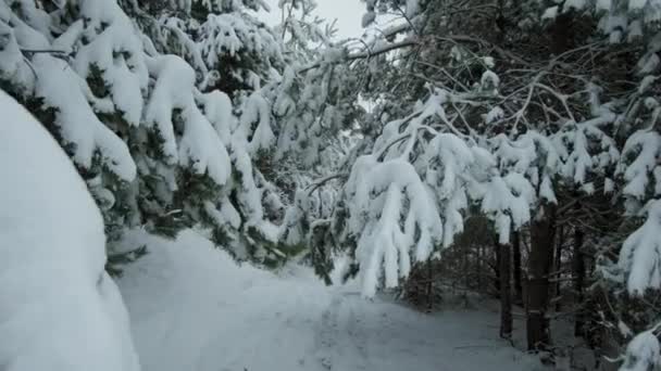 Перший сніг падає в лісі. На гілках пухнастий сніг. красивий зимовий пейзаж
. - Кадри, відео