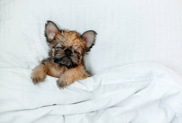 sleeping brussels griffon puppy red color lies under a white blanket - Foto, afbeelding