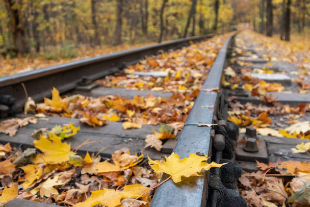 Γραμμή σιδηροδρομικής γραμμής γκρο πλαν με φωτεινά κίτρινα φύλλα στο δάσος του φθινοπώρου με θολή φόντο. Πολύχρωμο Παιδικό Νότιο Σιδηροδρομικό στο Χάρκοβο, ταξίδια Ουκρανία - Φωτογραφία, εικόνα