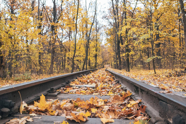 Railway track line close-up in bright yellow fallen leaves in autumn forest. Colorful Children's Southern Railway in Kharkiv, travel Ukraine - Foto, Imagem