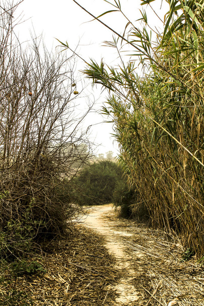 Path between reed fields through the mountains in Spain - Foto, Imagem