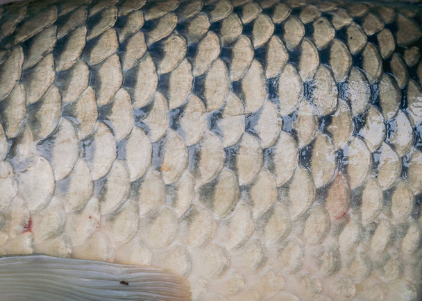 Gefilterde afbeelding Gewone karper schubben en borstvin in volledig frame achtergrond zicht Europese karper Cyprinus carpio huidpatroon - Foto, afbeelding