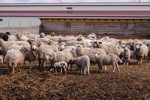Flock of sheep in an open stall in the farm. - Foto, Imagen