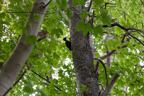 夏には黒いキツツキが木に向かって食料を探している。 - 写真・画像