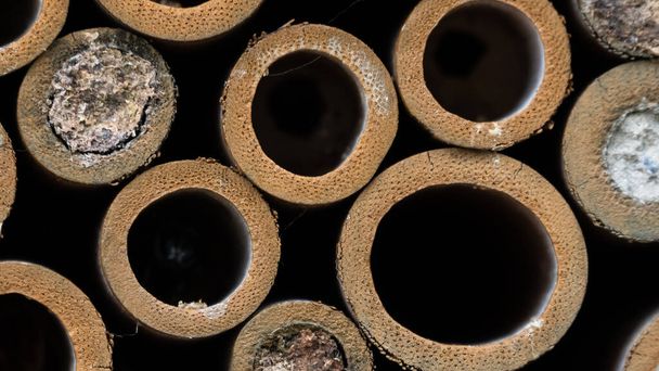 Nature Abstract: Close Look at a Collection of Bee Tubes - Photo, Image